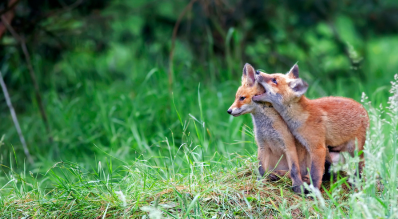 camera faune sauvage