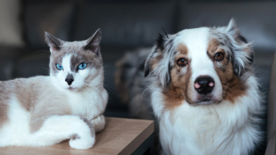 Système d'alarme et animaux domestiques : compatibilité et conseils pratiques