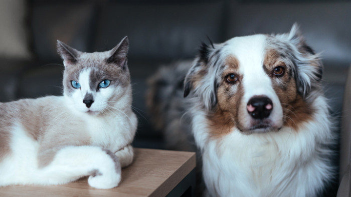 Système d'alarme et animaux domestiques : compatibilité et conseils pratiques